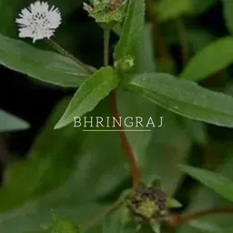 Khadi Natural Power Botanics Amla & Bhringraj Hair Conditioner To Reduce Hair Fall- 310 ml image 3