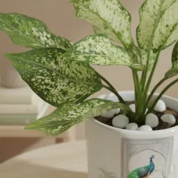 Serene Greens Aglaonema Plant In White Peacock Planter image 3