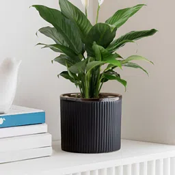 Claymistry Black Textured Ceramic Flower Planter image 4