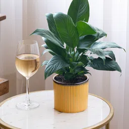 Claymistry Yellow 2 Pieces Textured Ceramic Flower Planter image 2