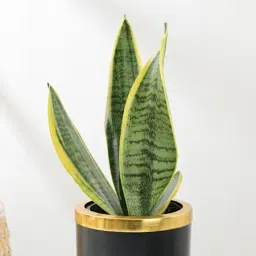 Elegant Snake Plant In Black And Gold Pot image 4
