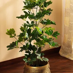 Elemntl Green 1 Pieces With Pot image 3