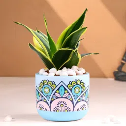 Cycle Vase Sansevieria Plant-image-42