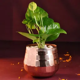 Money Plant In Rose Gold Pot-picture-10