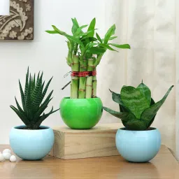 Trio Of Fresh Plants-image-52
