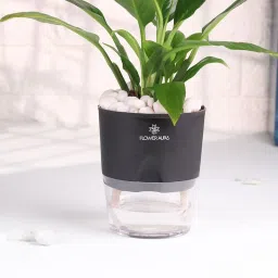 Graceful Peace Lily In Self Watering Planter image 3