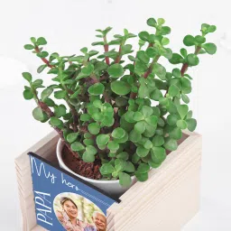 Best Dads Jade Oasis image 2