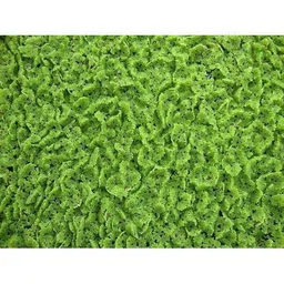 generic Azolla Seeds 100g, 100g azolla Seeds, Azolla 100g Live Seeds (100 Seeds) image 1