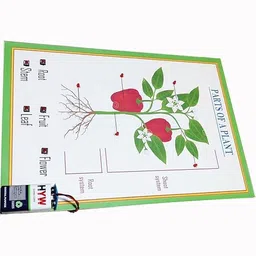 generic Educational Parts of a Plant Biology Working Model Project Kit with Root and Shoot System Diagram School and College Project E IDEA Robotics image 3