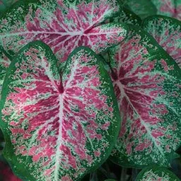 Radha Krishna Agriculture Caladium Pink Cloud Leafy Bulbs for Your Beautiful Garden | Pack of 2 Bulbs image 2