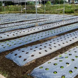 Siddhi Jai Hari 30 Micron 3.25 feet 400 Meter Plastic Mulching Film/Mulching Paper 1000mm (Width- 3.25 Foot) Length 400 Meter Thickness 30 microns image 5