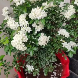 generic Gim Jack Galaxy Live Madhu Kamini Flower Highly Fragrant Flower Plant & Tree | Murraya Paniculata Flower Plant With Pot image 1