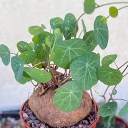 generic Stephania Erecta Plant Live Bulb for Air purifecation, 1 Per Pack image 3