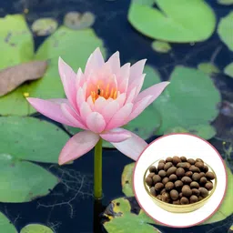 generic Lotus Mix Flower Seeds for Home Aquatic Garden, Kamal Gatta Aquatic Fresh Garden Seeds (5 Per Packet) image 3