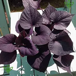 generic The Green Beach Live Original Live Black Vine Sweet Potato Outdoor Gardening Vegetable Plant With Black Plastic Nursery Pot image 3