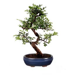 The Bonsai Plants Live Chinese Elm Bonsai Tree image 1