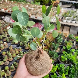 generic Stephania Erecta Plant Live Bulb for Air purifecation, 1 Per Pack image 1