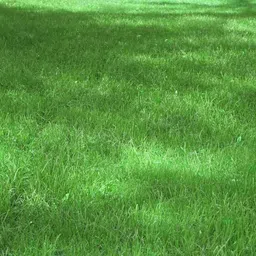 generic Original Lawn grass seeds for garden Pack of 7000 image 4