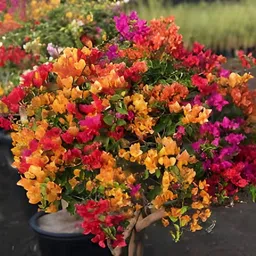 generic Bougainvillea multicolour plant live (pack of 1) image 5