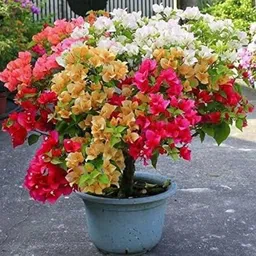 generic Bougainvillea multicolour plant live (pack of 1) image 1