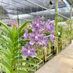 generic Colourful Orchid Plant, Assorted Colours (pack of 3 with pot) A_6 image 2