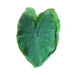 Fresh Organic Colocasia Leaf, 10 Pcs image 1