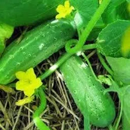 Plantogallery Green Cucumber Organic F1 Hybrid Seeds for kitchen Garden & Field (30-40 Seeds) image 2