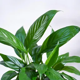 Ugaoo Peace Lily Live Plant with Self Watering Pot - Spathiphyllum Plant image 2