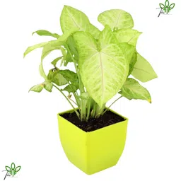 generic The Green Beach Live Combo of 5 Indoor Airpurifying Plants- Two Layer Bamboo, Money Plant, Green Syngonium Plant, Sansevieria Snake Plant, Jade Plant With Pot | For Living Room,Office Decoration image 5