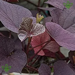 generic The Green Beach Live Original Live Black Vine Sweet Potato Outdoor Gardening Vegetable Plant With Black Plastic Nursery Pot image 2