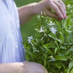 ikea lugnare Scented candle in ceramic jar, Jasmine/pink, 25 hr image 2