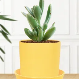 LASAKI Yellow Ceramic Planter With Plate-picture-24
