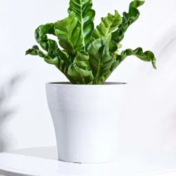 Ugaoo Tivoli White Plastic Large Planter image 1