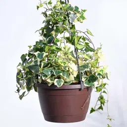 Ugaoo English Ivy Variegated Plant with Hanging Pot image 2