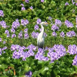 ohhsome Water Hyacinth - Kulavazha (Eichhornia Crassipes) Aquatic Plant Plants Live (Healthy Live Plant) image 3