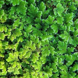 generic Azolla Seeds 100g, 100g azolla Seeds, Azolla 100g Live Seeds (100 Seeds) image 4
