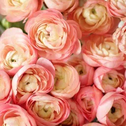 radha krishna agriculture RADHA KRISHNA AGRICULTURE® Imported Double Peony Ranunculus Flower Bulbs For Indoor/Outdoor Gardening (Set Of 2 Pink Colour Flower Bulbs) image 2