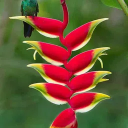 radha krishna agriculture Radha Krishna Agriculture® Variety Heliconia Pink flower bulbs easy Growing For All Season Gardening Pack of 2 image 3