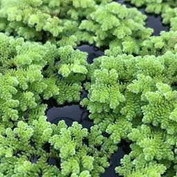 generic Azolla Seeds 100g, 100g azolla Seeds, Azolla 100g Live Seeds (100 Seeds) image 3
