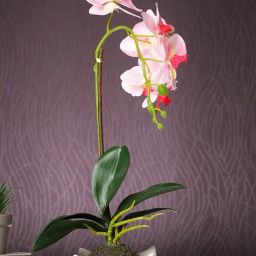 Tayhaa White & Pink Plastic Orchid Artificial Plant with Pot-picture-3