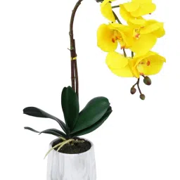 Tayhaa White & Yellow Plastic Orchid Artificial Plant with Pot image 3