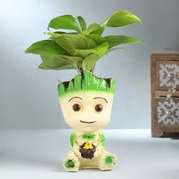 Green Money Plant In Groot-picture-47