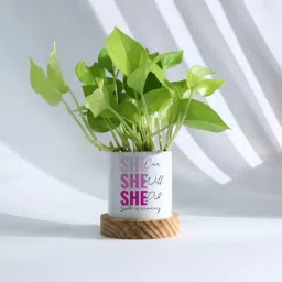 Empowering Women's Day Planter And Money Plant-picture-15