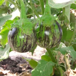 generic Grafted brinjal plant // grafted plant for brinjal (pack of 2) image 1