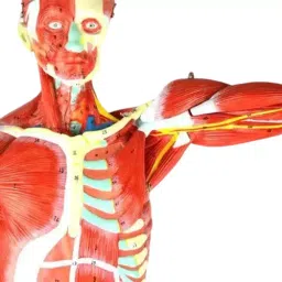 A-ONE SCIENCE 78 cm Multicolor PVC Male Muscular Figure Model AOSBM58 image 4