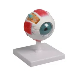 AS ONE Eyeball 6 Parts Disassembly Model PVC Vinyl Chloride Resin, F210-picture-26