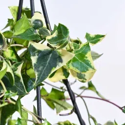 Ugaoo English Ivy Variegated Plant with Hanging Pot image 4