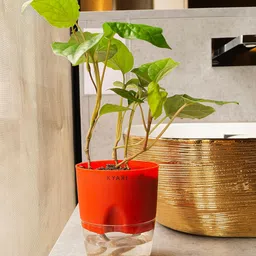 KYARI Betel Leaf Indoor Plants for Living Room Live Plants Plants with Red Self Watering Pot for Home Air purifier plants Plants for Home Decor-picture-11