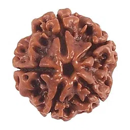 RAVIOUR LIFESTYLE DMK DevBhumi Panch Mukhi/ Five Faced Rudraksha-image-63