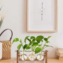 Smokey Cocktail Transparent & Brown Glass Triple Flask Planter With Wooden Stand-picture-11